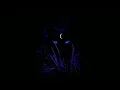 KUTE x Razihel "ANUBIS"
