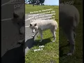 Download Lagu Ze gingen een wolf aaien, denkend dat het een hond was 😱