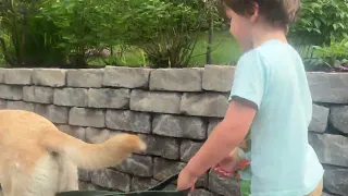My toddler took my guide dog for a walk ￼