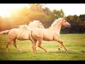 Download Lagu POLYUSHKA POLYE (Полиушка Поли) #POLYUSHKA #horse
