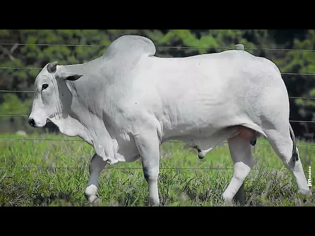 Touro Nelore VSCN - 915