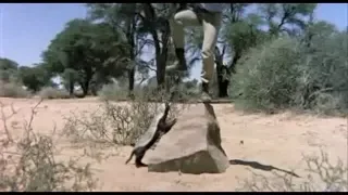 honey badger from