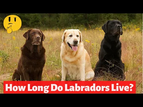 Download MP3 How Long Do Labradors Live? What Is Their Average Lifespan?