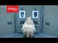 Sheep have advanced facial recognition abilities
