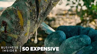 Why Mastic Tree Resin Is So Expensive So Expensive