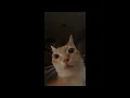 Cat Staring Meme