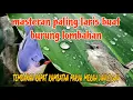 kombinasi tembakan 47 cigun dan rambatan paruh merah