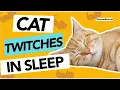 Cat Twitching in Sleep Explained Cat Dreams REM Sleep and Twitching