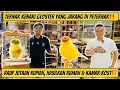 Download Lagu KEUNTUNGAN USAHA TERNAK KENARI⁉️ketemu lagi setelah 1 tahun GEZA BF bikin kamar kost dari kenari 