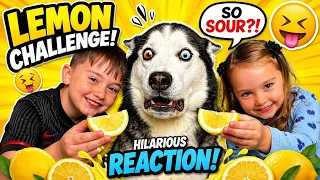 Lola The Husky Hilarious Reaction To Lemon!😂🍋. 