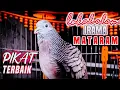 Download Lagu Perkutut lokal gacor IRAMA MATARAM, suara bagus untuk pancingan semua perkutut cepat NYAUT.