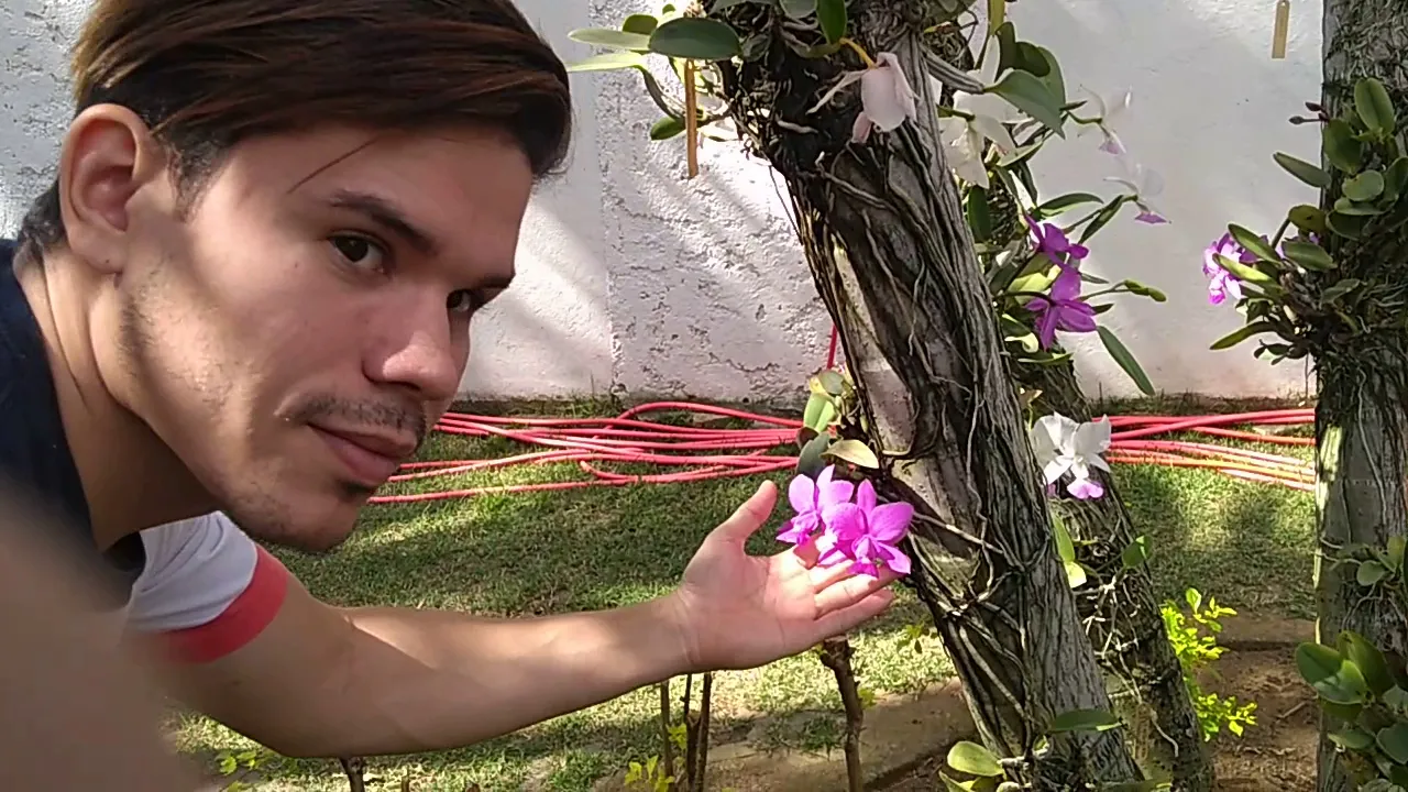 COLEÇÃO DE ORQUÍDEAS DO AMIGO JOAQUIM BARRETO CATTLEYA WALKERIANA