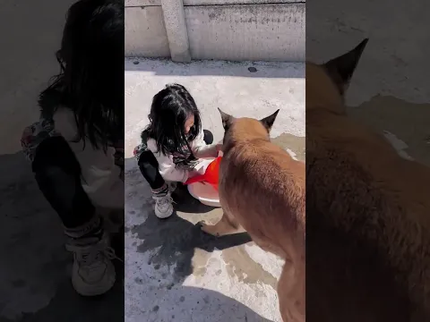 Sweet love❤️❤️Smart dog helps girl.#dog #love #smartdog #funny #shorts