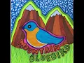 Mountain Bluebird