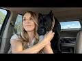 My Friend Gave Me an 8-Week Cane Corso for My Birt ay 2 Years Later the Camera Left Us Speechless