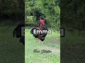 Download Lagu Emma!, Oh Emma!, Emma! #emma #ema #chickens #hen #hens #rooster #roosters #backyardchickens