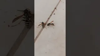 شاهد هذا دبور ماذا يفعل بالنحل 