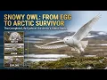 Snowy Owl From Egg to Arctic Survivor The Complete Life Cycle of the Arctic s Silent Hunter