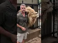 Download Lagu LION Greeting an Old Friend #fun #animals #wildlife