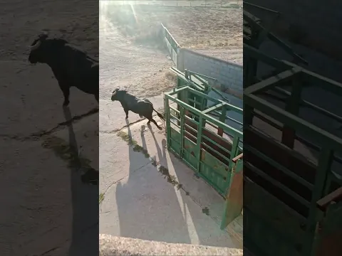 ENORME TORO ES LIBERADO