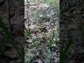 Download Lagu PENAMPAKAN LANGKA BURUNG DI KEBUN SAWIT!!
