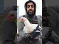 How to Slaughter a Chicken (HALAL)