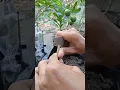 Download Lagu citrus grafting techniques EP471 #gardeningtips