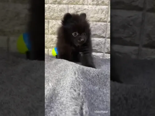 動画