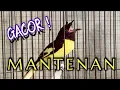 Download Lagu Masteran Mantenan Gacor Full Tembakan || Owner : @gerry_allin
