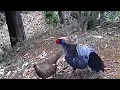 Kalij Pheasant Intimate Moments 2 | Nainital Himalaya #wildlife