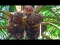 Download Lagu Panen buah super keliling Malaysia perusahaan