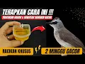 Download Lagu LAKUKAN DENGAN KONSISTEN DAN LIHAT HASILNYA❗PERAWATAN KHUSUS TRUCUKAN AGAR CEPAT GACOR❗