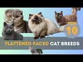 Top 10 Flattened Face Cat Breeds You Didn t Know About