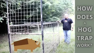How Does a Wild Hog Trap Work Guillotine Trap Door 101
