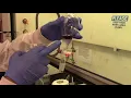Isopentyl acetate Banana Oil