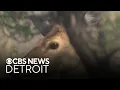 Michigan DNR passes one buck rule for deer hunting in Lower Peninsula