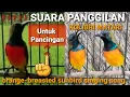 Download Lagu Suara panggilan kolibri matari || Orange-breasted sunbird singing song || Untuk pancingan