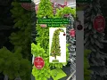 The Grinch Tree is Back at Hobby Lobby