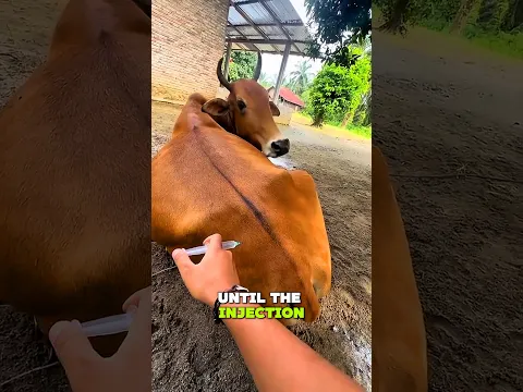 cow vaccination technique #short