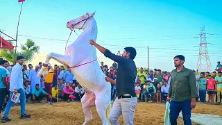 Is Ghodi Dance Ko Miss Mat Karna 😱 | Viral Horse Dance | New Rajasthani Song 2026 | Priyanshu Sihag
