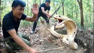 A heart-stopping confrontation with a pack of aggressive king cobras in the forest.