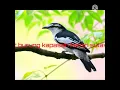 Download Lagu suara pikat burung kapasan kemiri Sulawesi barat