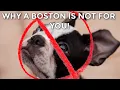 5 Real Reasons NOT To Get A Boston Terrier