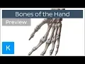 Hand bones Phalanges metacarpals and more - Human anatomy Kenhub