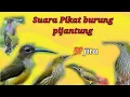 Download Lagu suara Pikat burung Pijantung