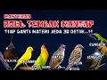 Lagu Masteran Roll Tembak Mantap | Kombinasi Cililin, Kenari, Lovebird, Katem, Gereja, Jenggot, Cungkok