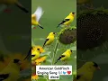 American Goldfinch Singing Song 🎶🐦❤️  #scenic_nature #american_finch #finch #singing_birds #birds