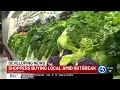 Connecticut cyclosporiasis outbreak is sending shoppers to local farms