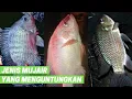 4 Jenis Ikan Mujair Yang Menguntungkan