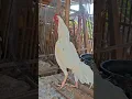 Lagu Ayam jago bangkok putih berkokok merdu. #ayam #rooster #aseelmurga